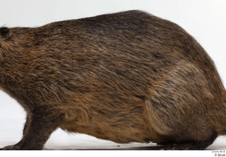 Nutria whole body 0003.jpg